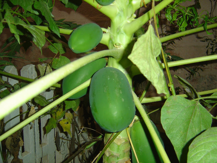 hybrid seedless papayas..