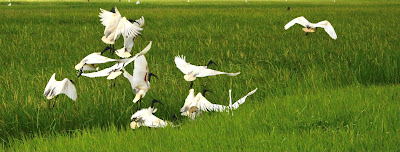 A congregation of black-headed ibises