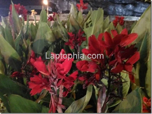 Hasil Foto Asus Zenfone 2 Laser ZE550KL
