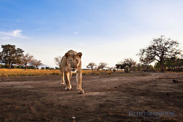 Lion steals camera, lion pictures, lion photos, animals stealing things