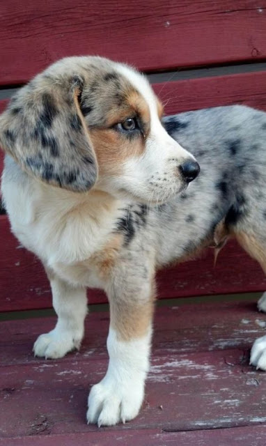 Beagle & Shepherd Mix