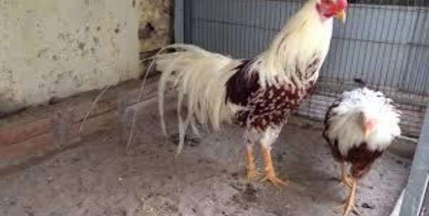 Vệ sinh chuồng trại cẩn thận cho gà