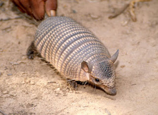 Funny Armadillos