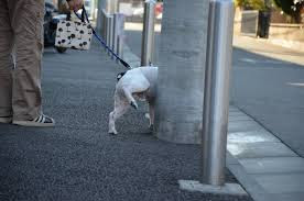 cão usando poste