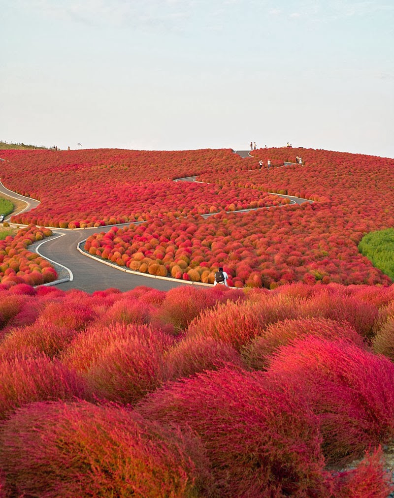 Hitachi Seaside Park – Japan - Here Are 20 Unbelievable Places You Would Swear Aren’t Real… But They Are.