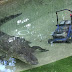 Cranky Croc Steals Aussie Zoo Worker's Lawn Mower