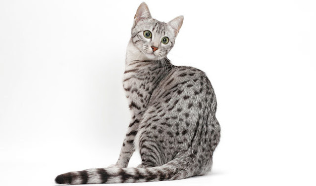 Pretty Egyptian Mau Cat look back  pic
