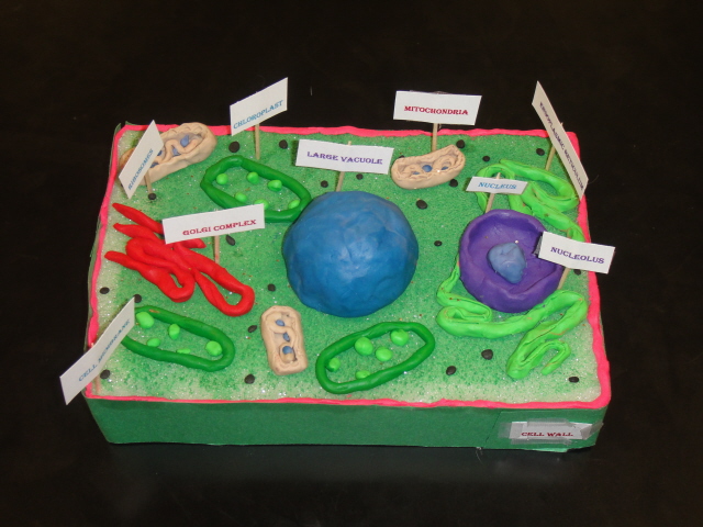 animal cell model images. Animal+cell+labeled+model