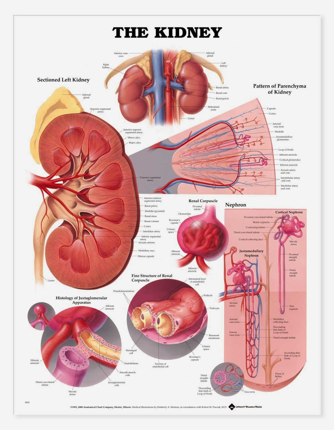 Human&Animal Anatomy and Physiology Diagrams: Kidney ...