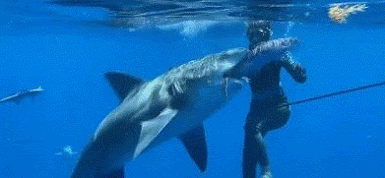 un homme qui nourrit un requin
