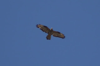 Adult Male Honey Buzzard