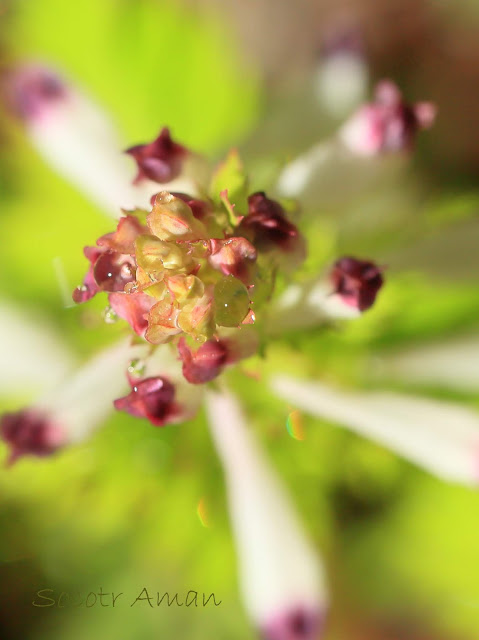 Corydalis incisa