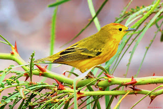 Yellow Warbler