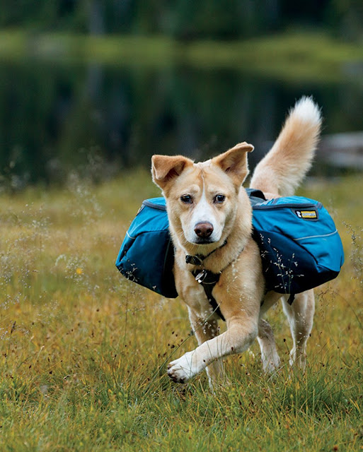 Fully loaded dog backpack in pacific blue