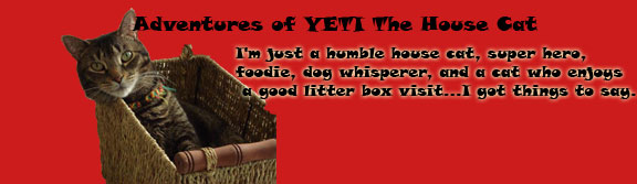 Adventures of Yeti the House Cat
