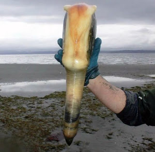 Geoducks