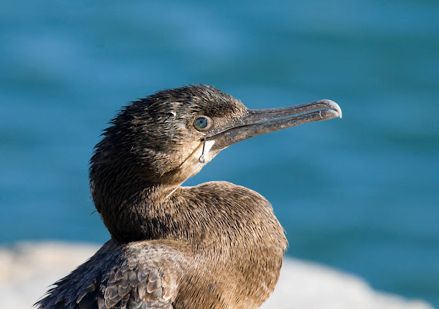 Brandt's Cormorant