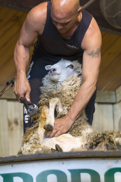 Caroline's Cues | Sheep Shearing in Agrondome, NZ