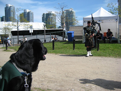 Black lab puppy Romero is intently watching a bagpiper playing outside the Rogers Centre. Romero is in the bottom left corner of the picture, wearing his Blue Jays collar, black leash, and green Future Dog Guide jacket. He is facing away from the camera, looking across a wide dirt path to the male piper, who is dressed in full scottish attire including a green jacket and kilt. On the right side of the photo there is a shadow of a photographer who is capturing a shot of Romero. Directly behind the bagpiper is a small white canopy tent set up as a first aid station, with a couple people sitting on chairs inside. Behind that, a big white bus is parked on the road that goes around the stadium. A few people are walking along the sidewalk in front of the road. Across the street is a larger white tent that is set up as a temporary theatre, and behind that four tall apartment buildings can be seen against the clear blue sky.