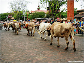 Fort Worth Stockyards: Texas Longhorn