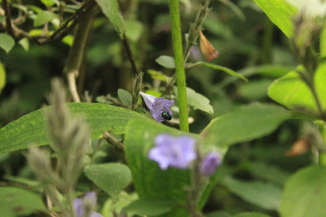 Neelakurinji