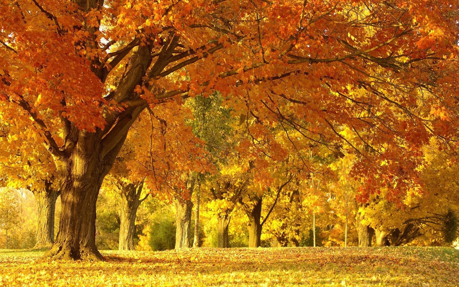 You are currently viewing Autumn Scenery Desktop Wallpaper . Download ...