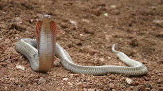 Philippine cobra