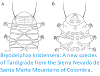 http://sciencythoughts.blogspot.co.uk/2017/09/bryodelphax-kristenseni-new-species-of.html