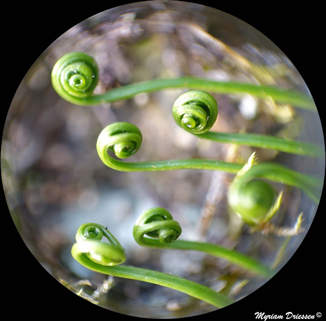 Asplenium septentrionale fern