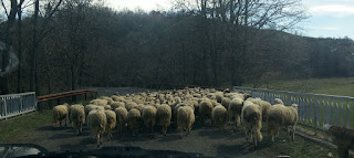 A true Bulgarian traffic jam