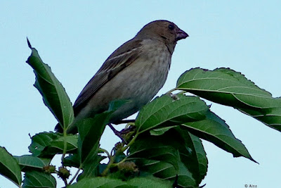 "Female Common Rosefinch (Carpodacus erythrinus) perched on a mulberry twig, showcasing subtle plumage with earthy tones. The bird has a distinctive beak, and the background features a natural setting with foliage and branches, indicating its habitat."