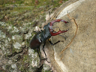 Lucanus (Lucanus) cervus cervus male DSC140630