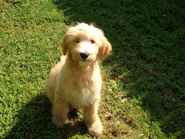 goldendoodle rescue illinois. Goldendoodle Puppies and Adult