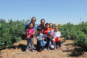 blueberry, berry picking, temecula, temecular berry co, san diego