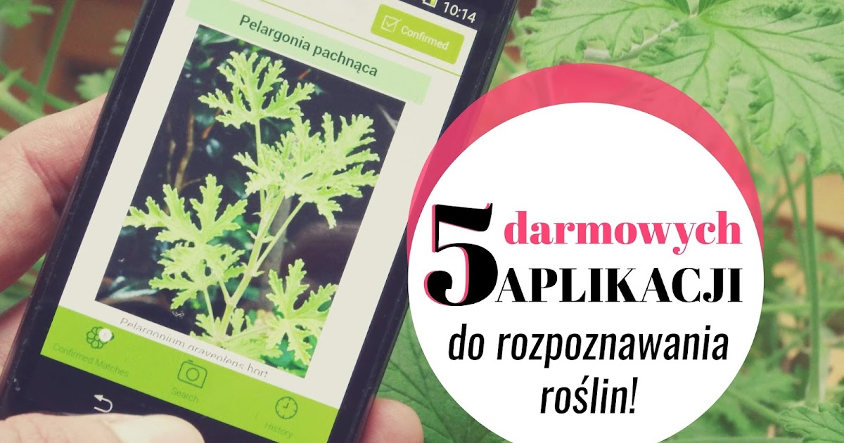 Polska aplikacja do rozpoznawania roślin