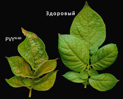 Морщинистая мозаика картофеля: поражение листьев Y-вирусом картофеля (слева) и здоровый лист справа