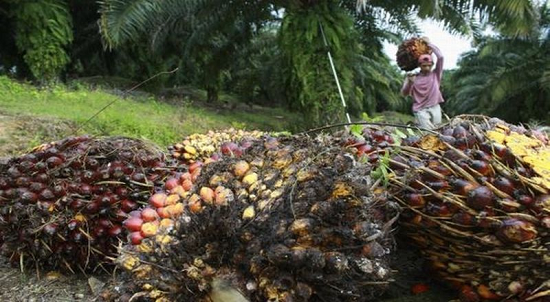 SUMUT perkebunan kelapa sawit terluas kedua di Indonesia