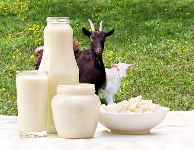 The Incredible Benefits of Goat Milk