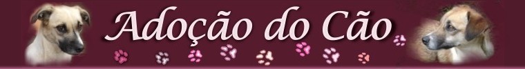Adoção do cão.