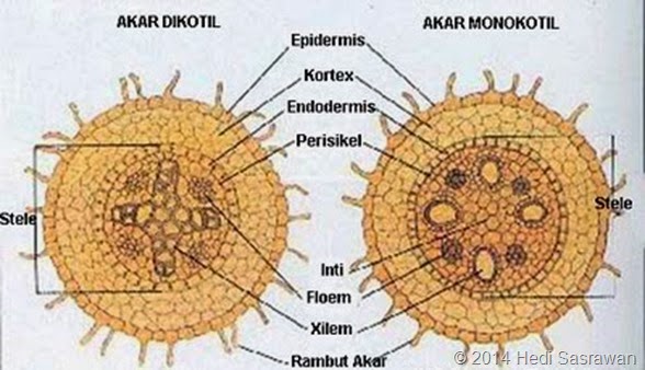 akar dikotil dan monokotil