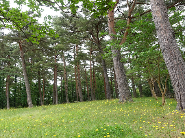 鳥取県西伯郡伯耆町丸山　ふれあいの森キャンプ場