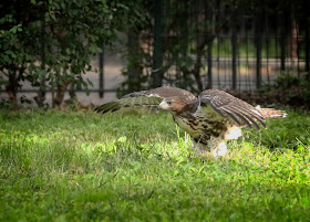 Fledgling red-tailed hawk running in the grass