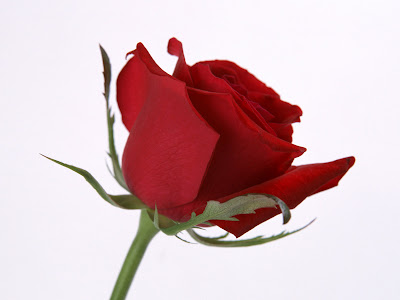 flower wallpaper rose. Beautiful red rose