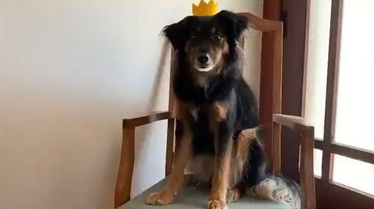 The Old King (dog) sits on a chair wearing his crown. Extract from The Prince and the Pea, the canine fairy tale to make you happy right now