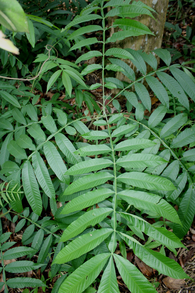 15+ Penting Daun Sungkai