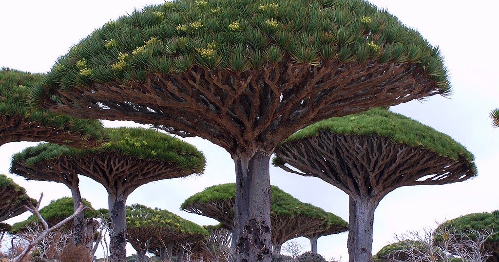 Most Amazing Facts About Unique Tree Of Dragon Blood Dracaena Cinnabari