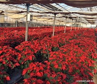  poinsettia plantas en viveros de barnaplant campaña navidad plantas en diferentes colores y formatos