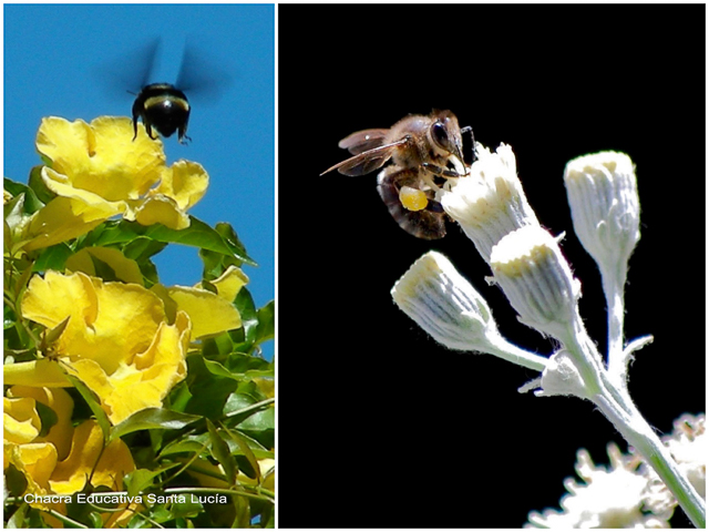 Abejorro y abeja - Chacra Educativa Santa Lucía