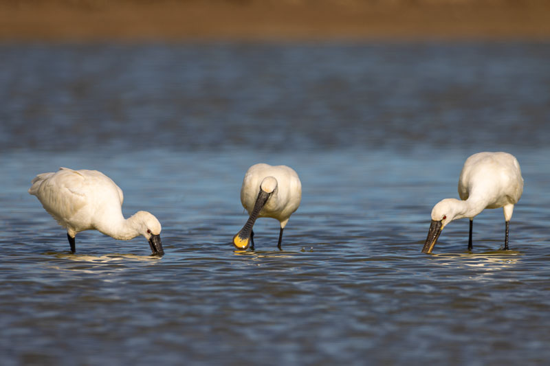 Three Spoonbills wading in a shallow lagoon