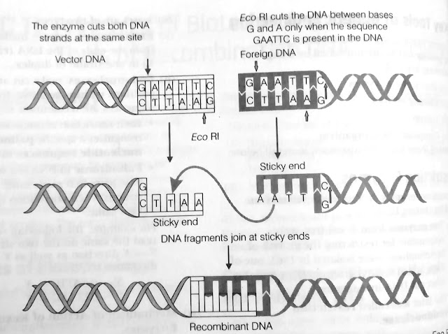 Steps of formation of recombinant DNA 